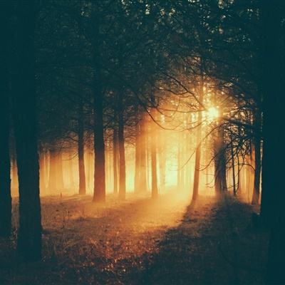 管家婆期期四肖四码中特管家下载手机版