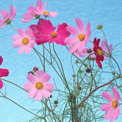 722cc彩票下载手机版截图